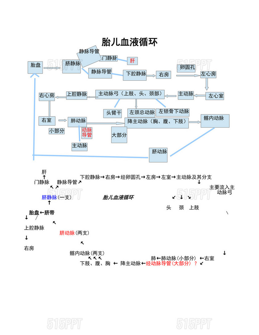 胎儿血液循环流程图