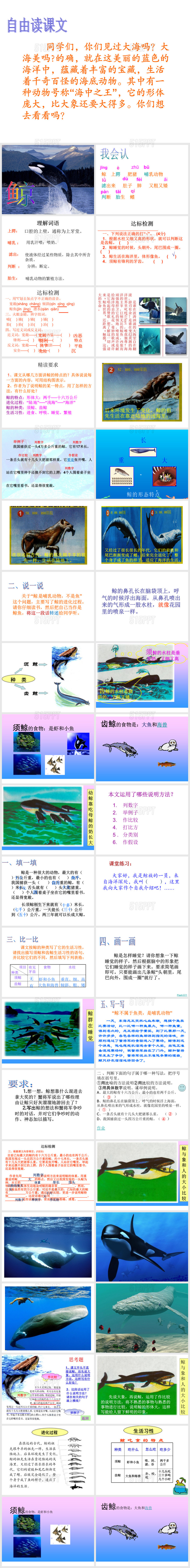 9《鲸》完美版ppt