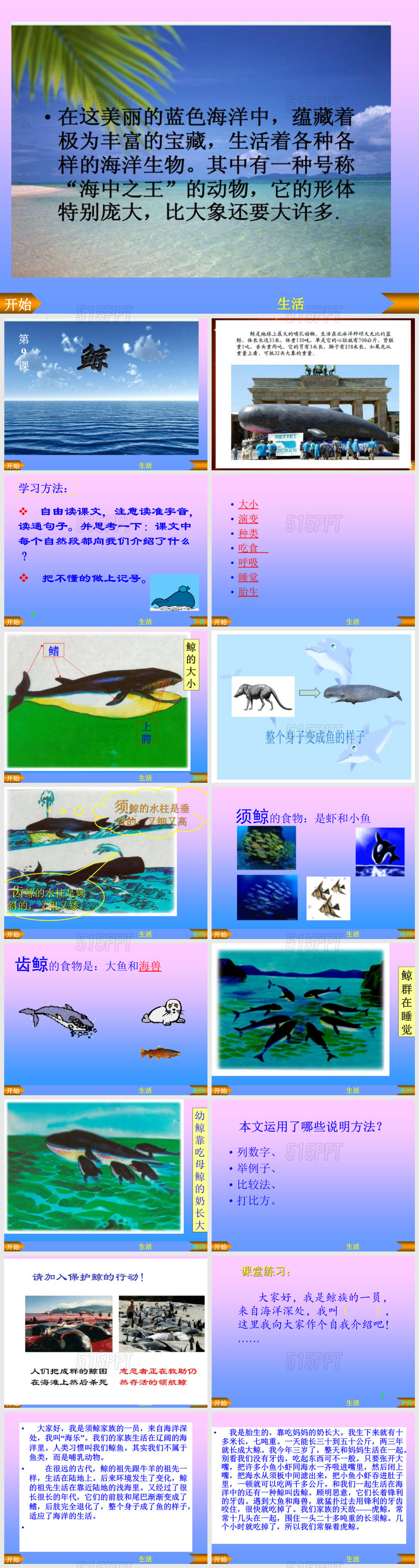 鲸-PPT课件 (1)