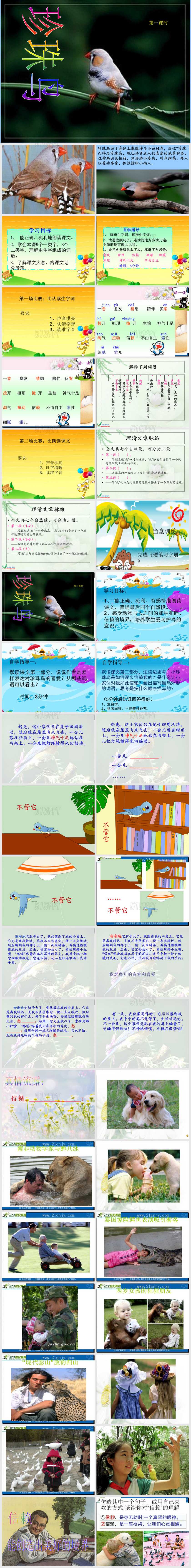 苏教版四年级语文上册第21课-珍珠鸟