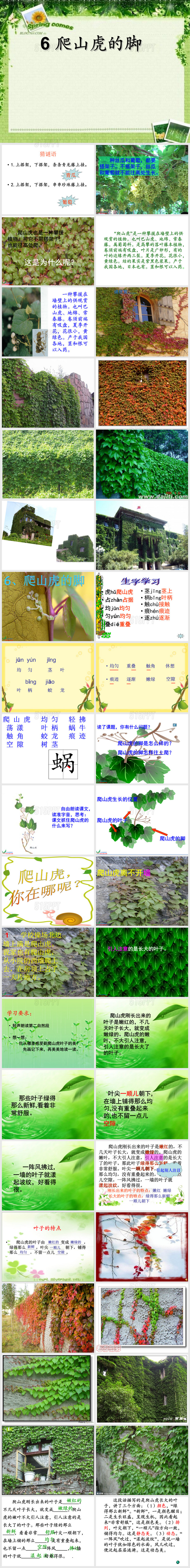 《爬山虎的脚》ppt课件1